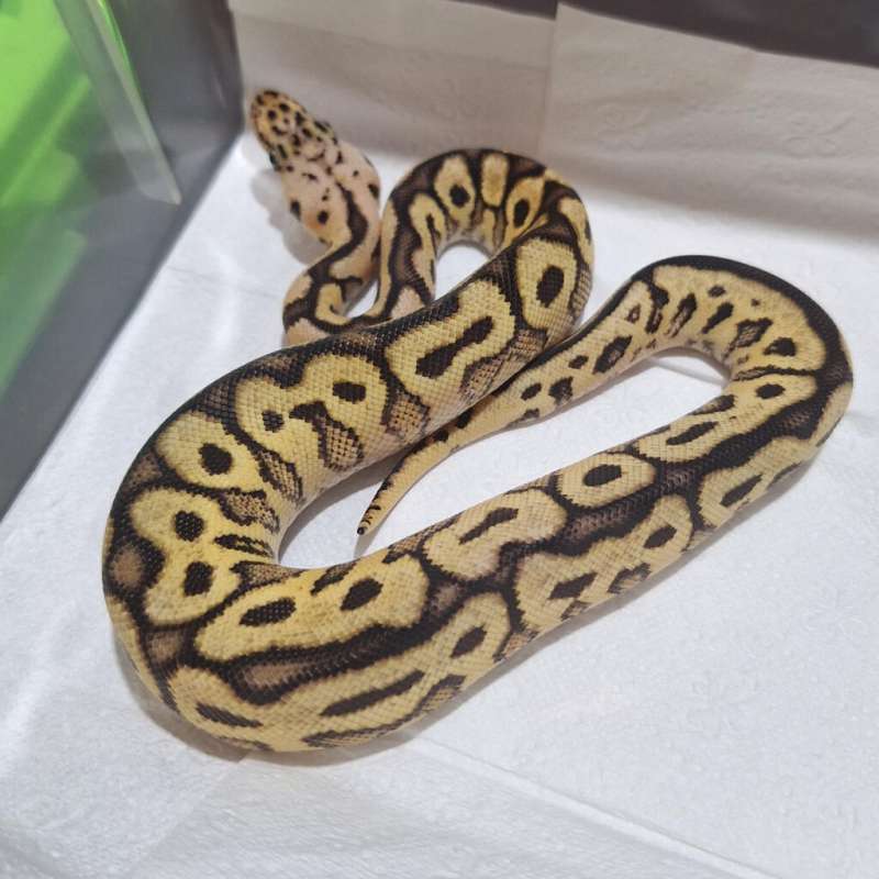 F Pastel Spotnose Clown Het Pied