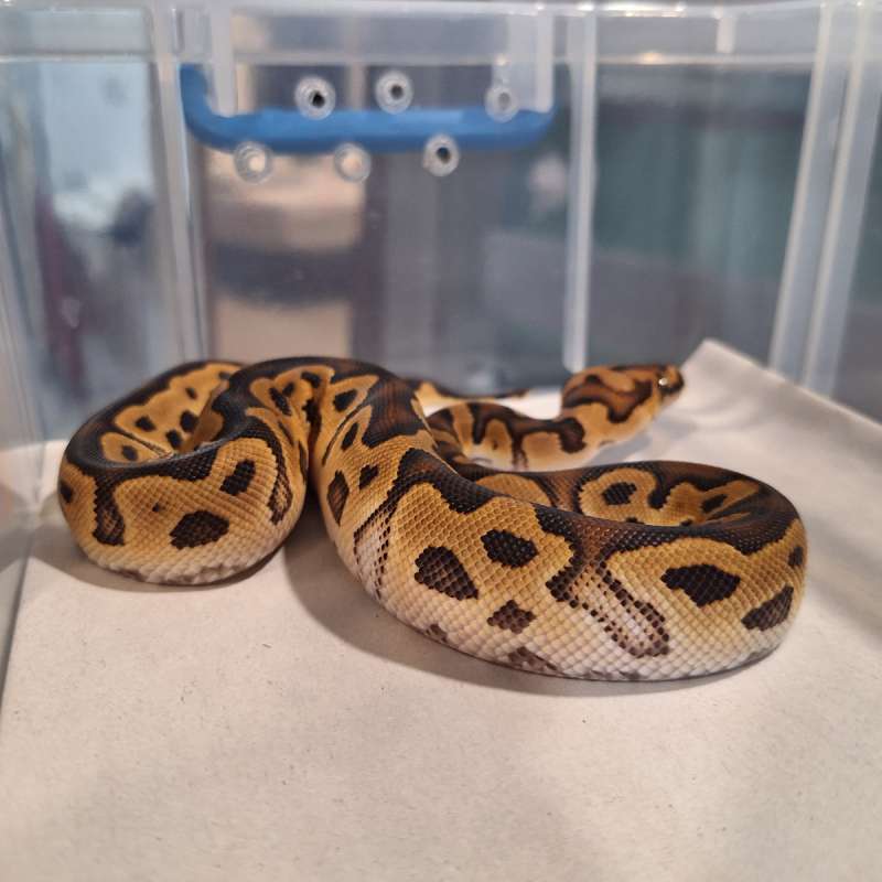 F Clown Double Het Lavender Pied