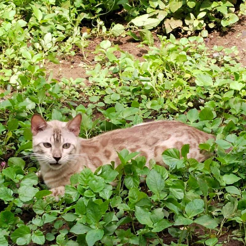 Kucing Bengal Snow Sepia Bapak Ped Snow Mink