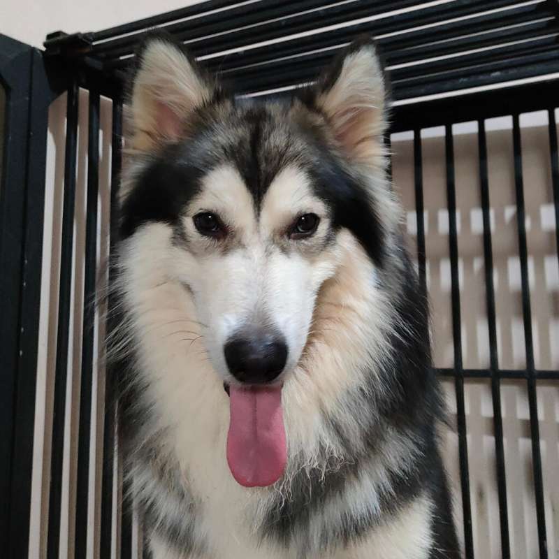 Alaskan malamute good quality