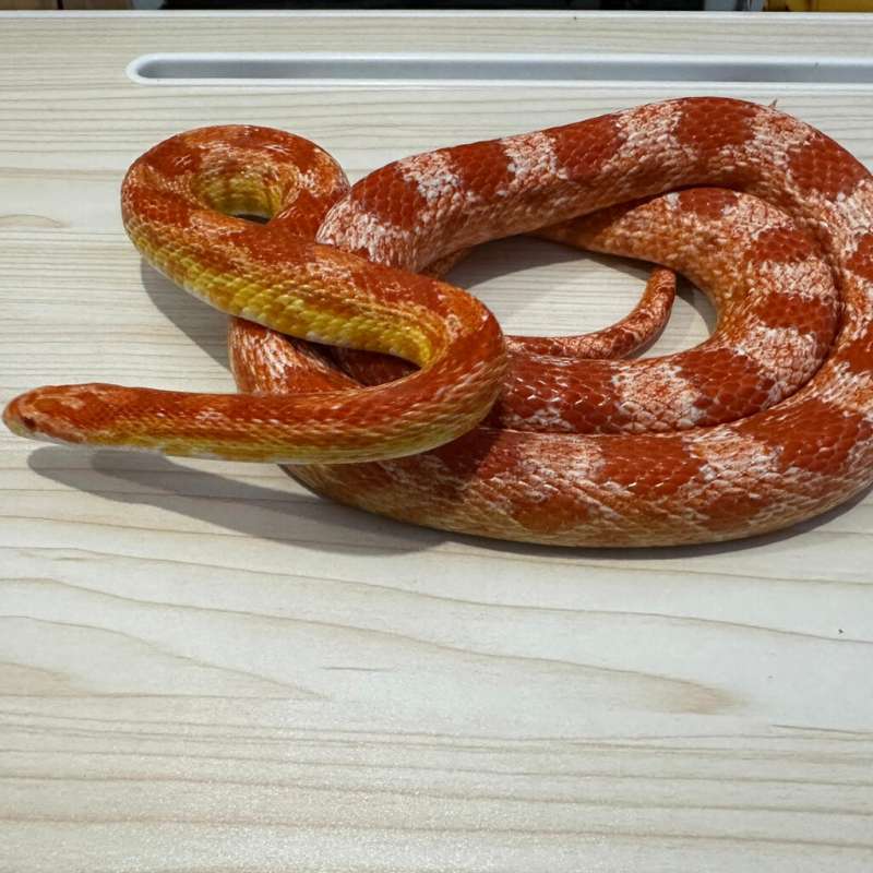 Corn Snake Amel Dewasa