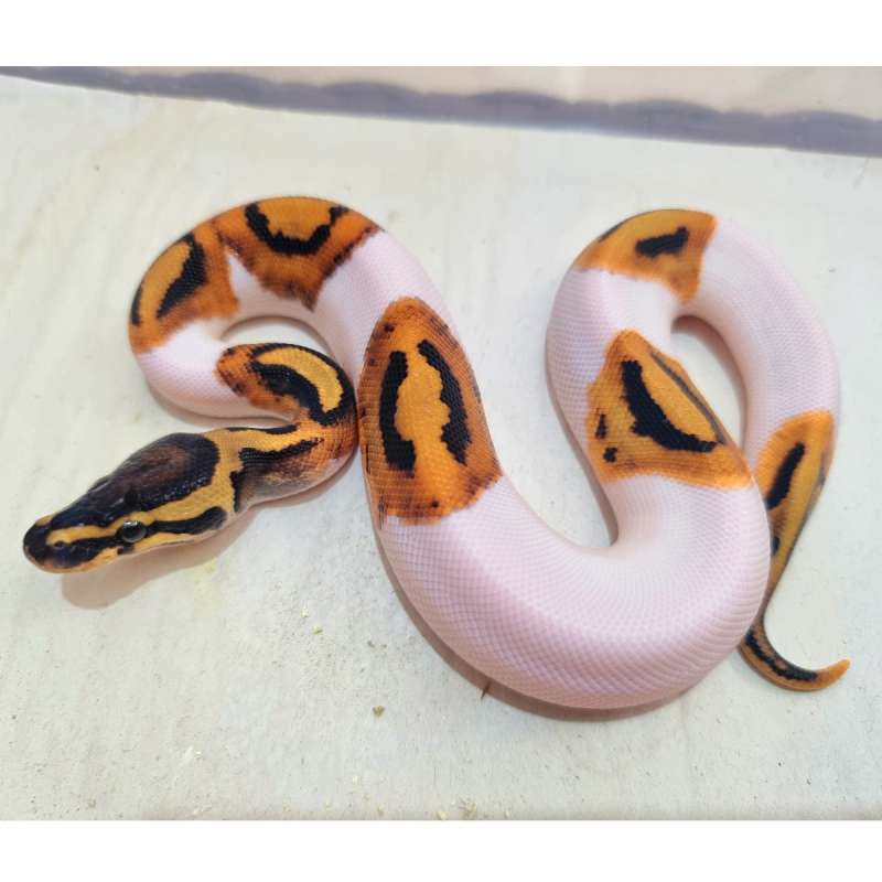 Orange Dream OD Pied