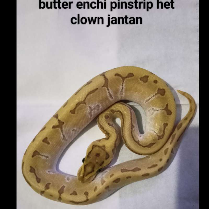 Butter enchi pinstrip het clown