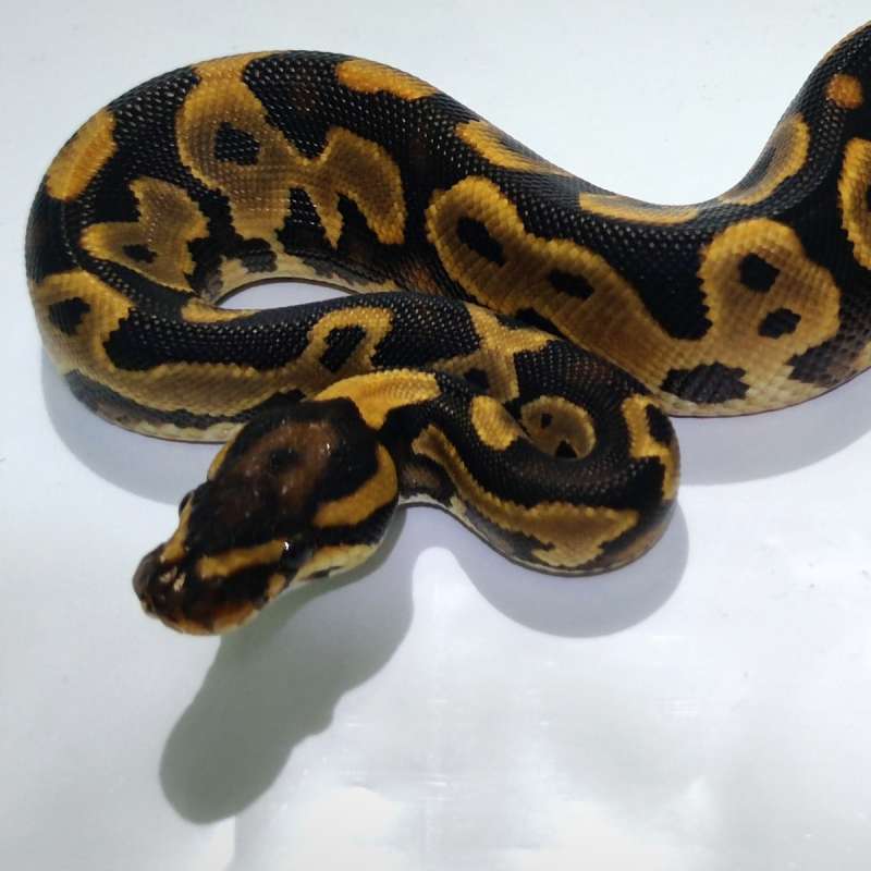 F Leopard Orange Dream Yellowbelly