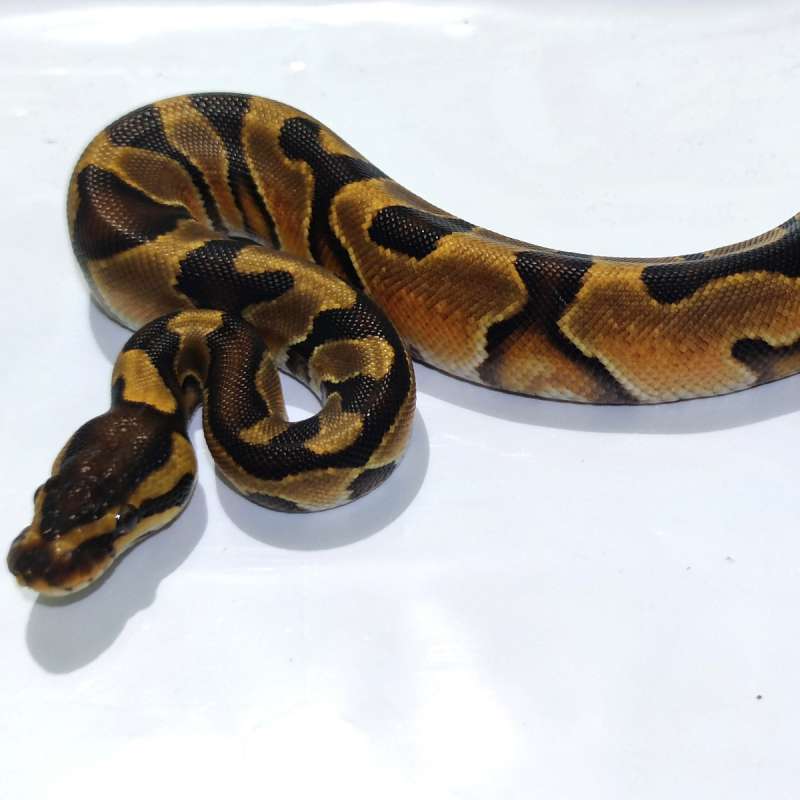 F Orange Dream Yellowbelly Enchi