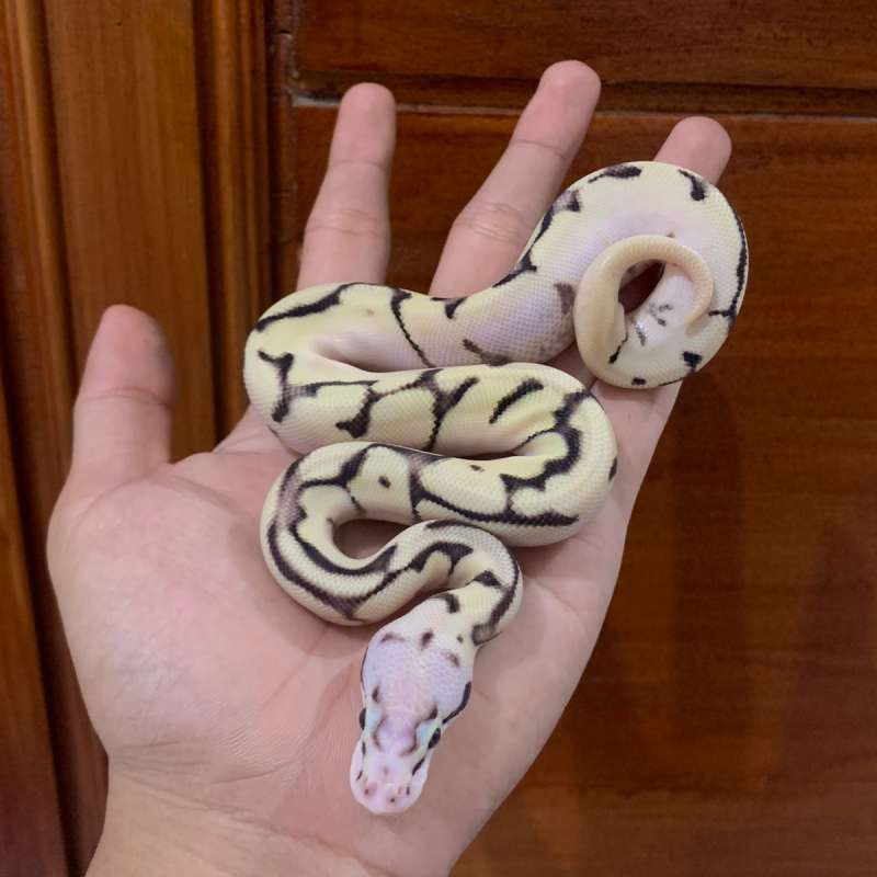 1.0 super pastel fire spider orange dream poss yb