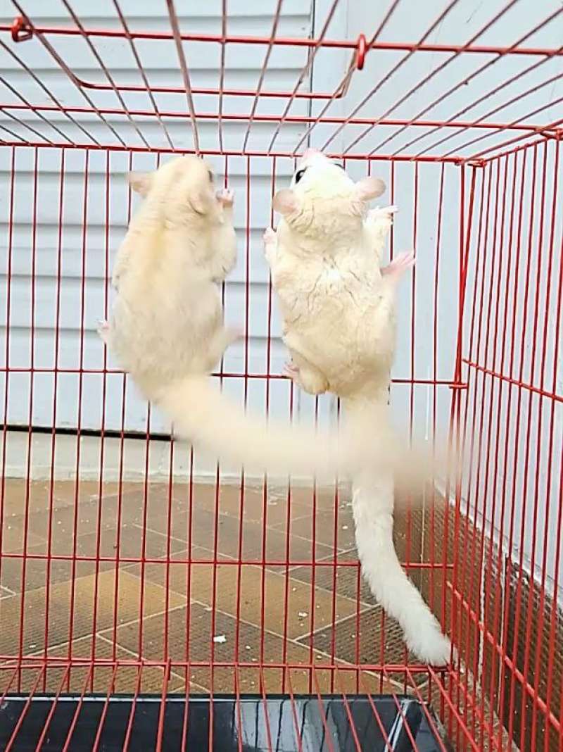 Proven Sepasang Sugar Glider Creamino het Leu x Leucistic het Cream