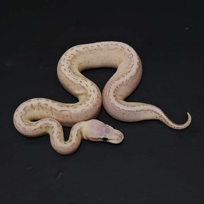 super pastel fire pinstripe butter male