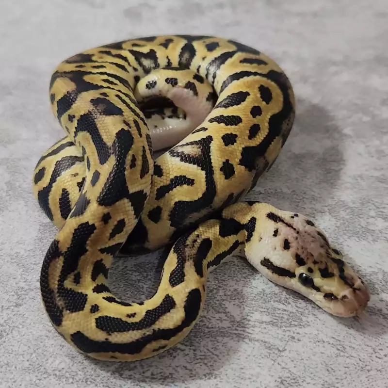 Leopard Pastel Double Het Clown Candino Male