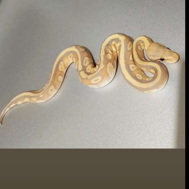 M banana mojave