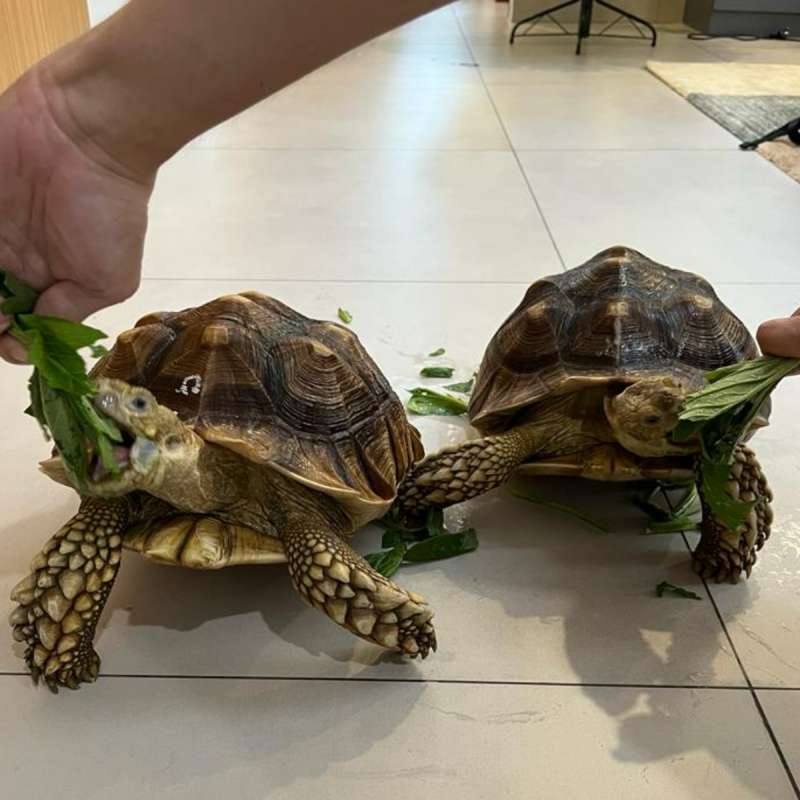 Kura-kura darat (tortoise) Sulcata CB import Africa original (sepasang)