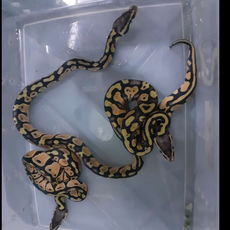 PASTEL YELLOW BELLY POS HET LAVENDER ALBINO