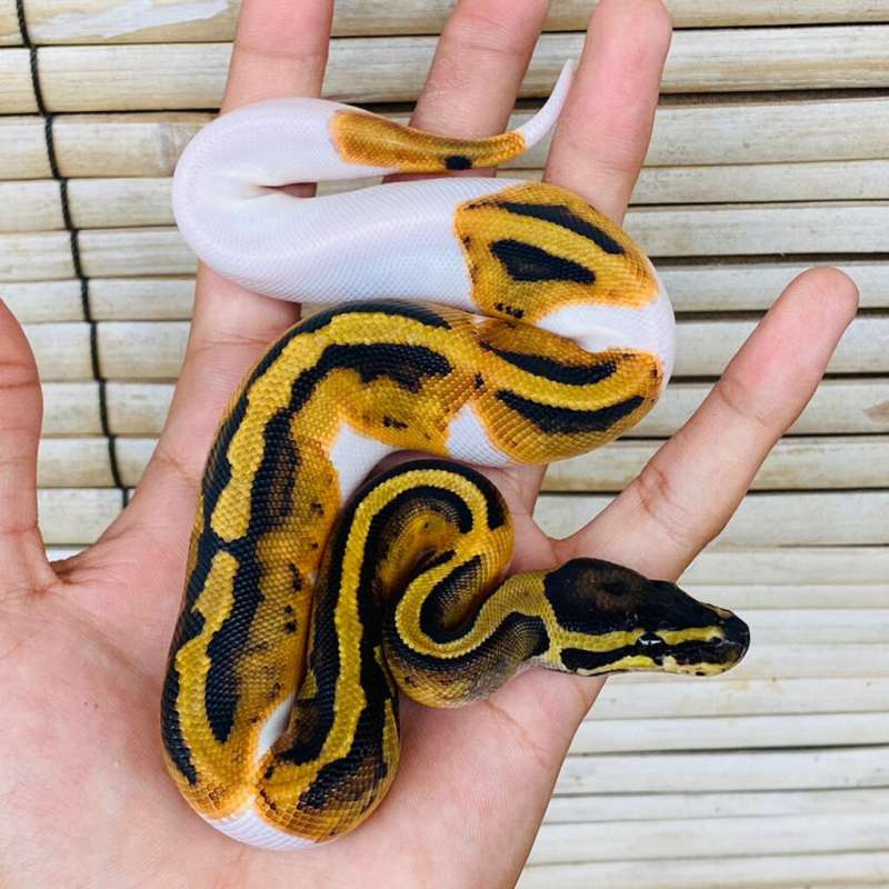 Pied poss het Albino Ball Python