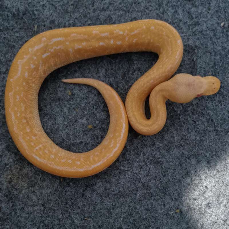 albino black pastel pinstripe (deep orange)