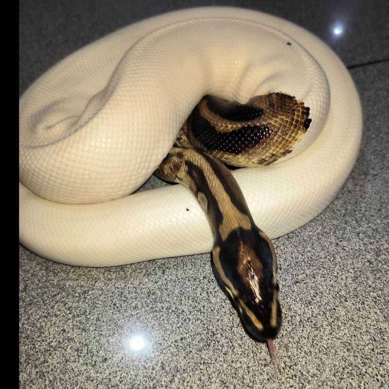 Normal pied pos het albino