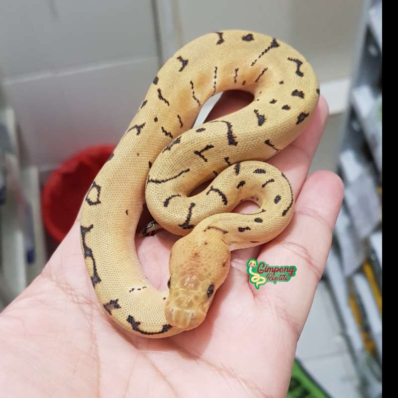 F. Pins pos blade DG Clown ph hypo female