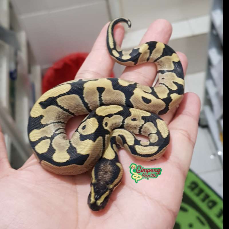 M. Blade dg ph clown 66% ph hypo 50% male