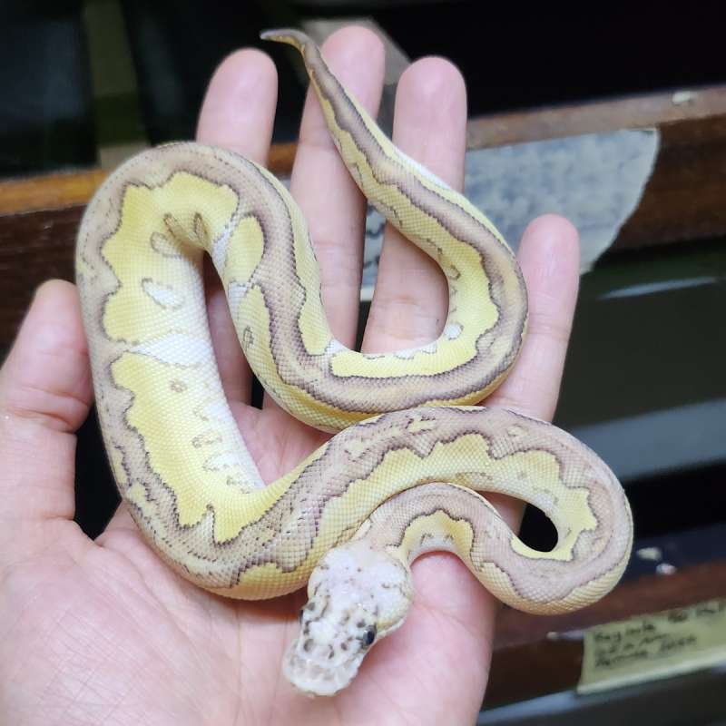 F lesser pastel clown