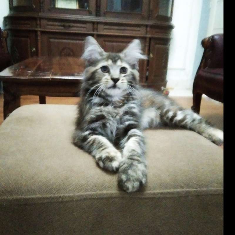 Kitten MaineCoon Betina