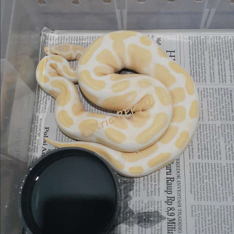 Ball Python Albino