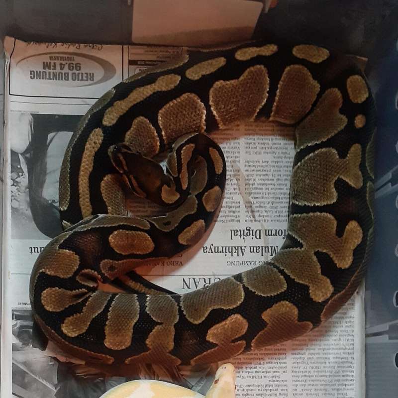 Female Normal Het Albino