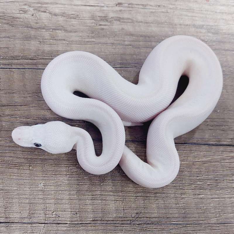 F LUCY (BLUE EYED LEUCISTIC)