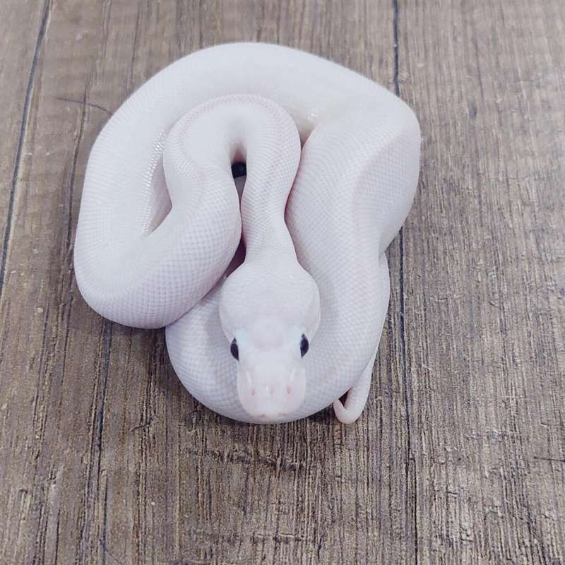 M LUCY (BLUE EYED LEUCISTIC)