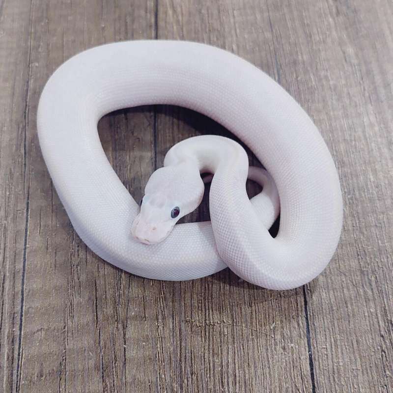 F LUCY (BLUE EYED LEUCISTIC)