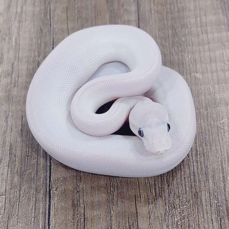 M LUCY (BLUE EYED LEUCISTIC)