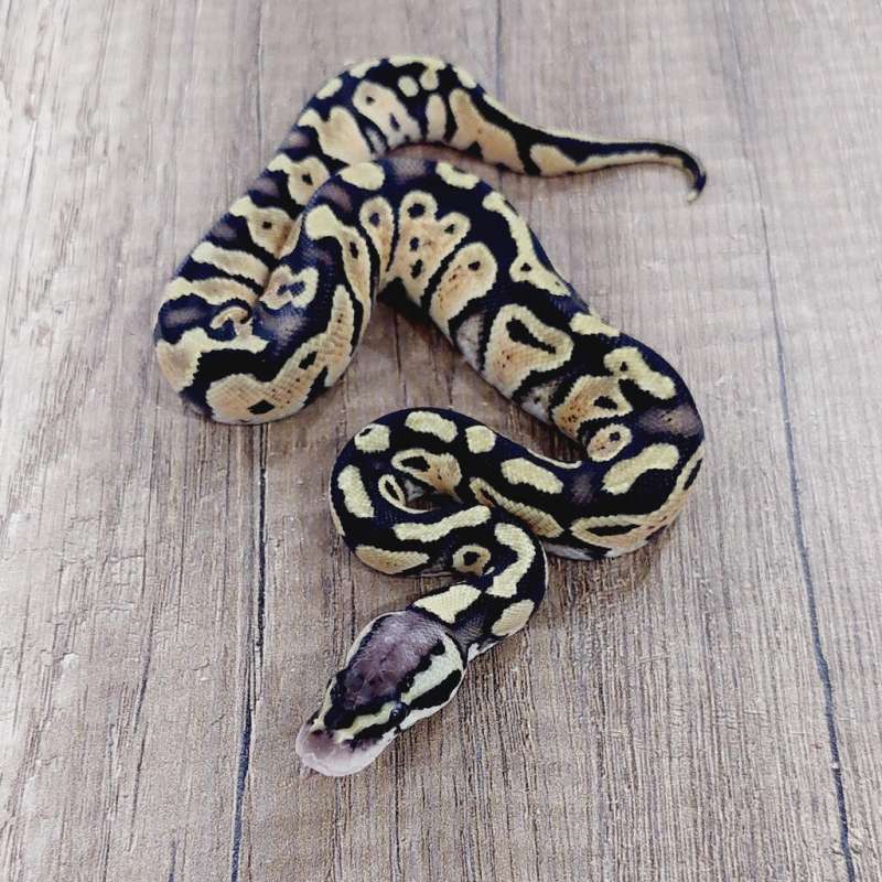 F PASTEL HET CLOWN