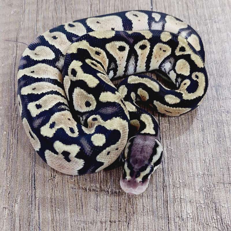 F PASTEL HET CLOWN