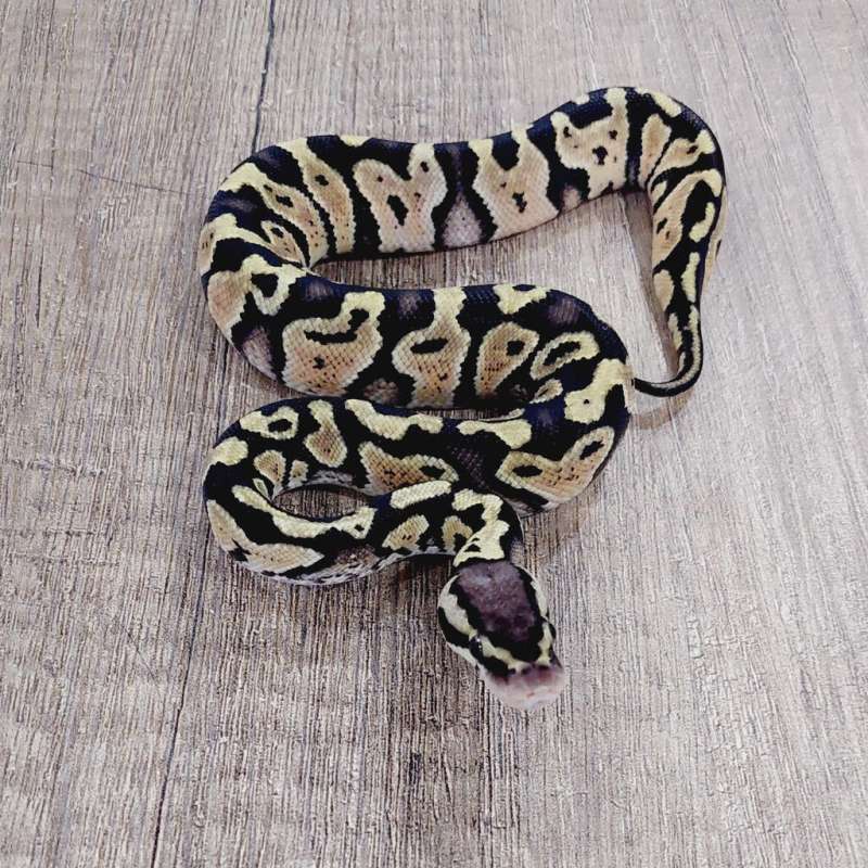 M PASTEL HET CLOWN