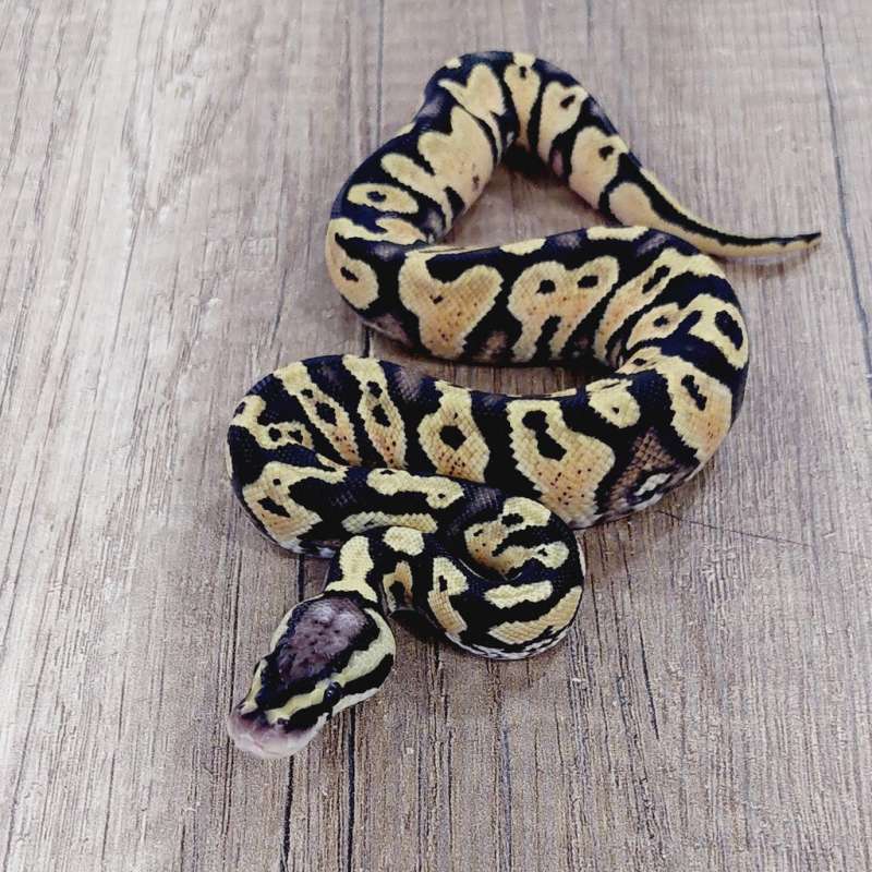 M YELLOWBELLY PASTEL HET CLOWN