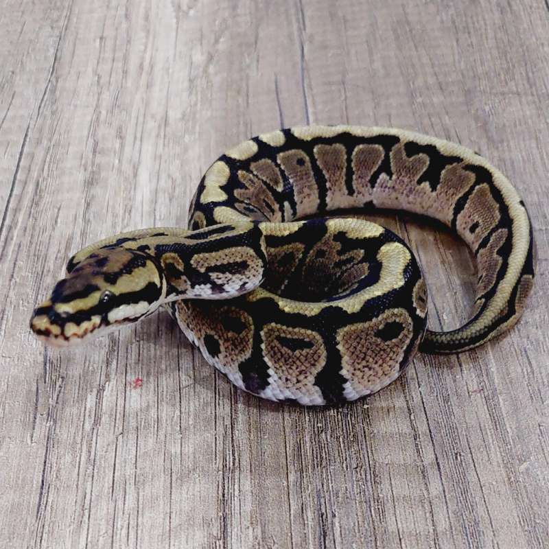 SPOTNOSE HET CLOWN