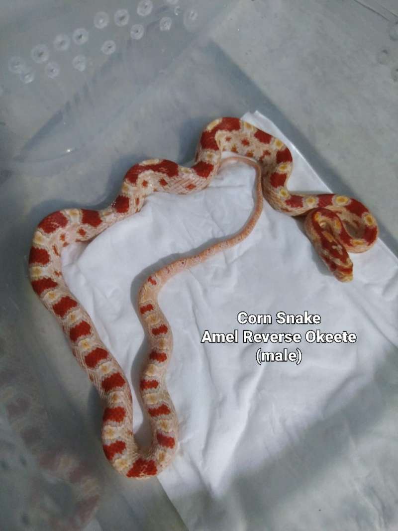 Corn Snake