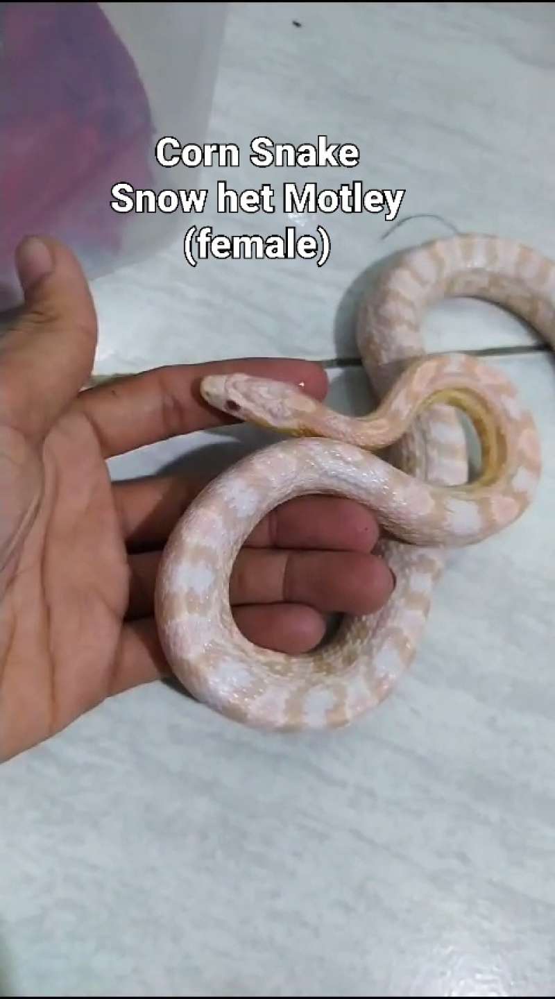 Corn Snake