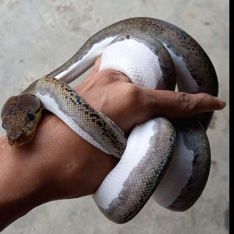 Retic Piebald