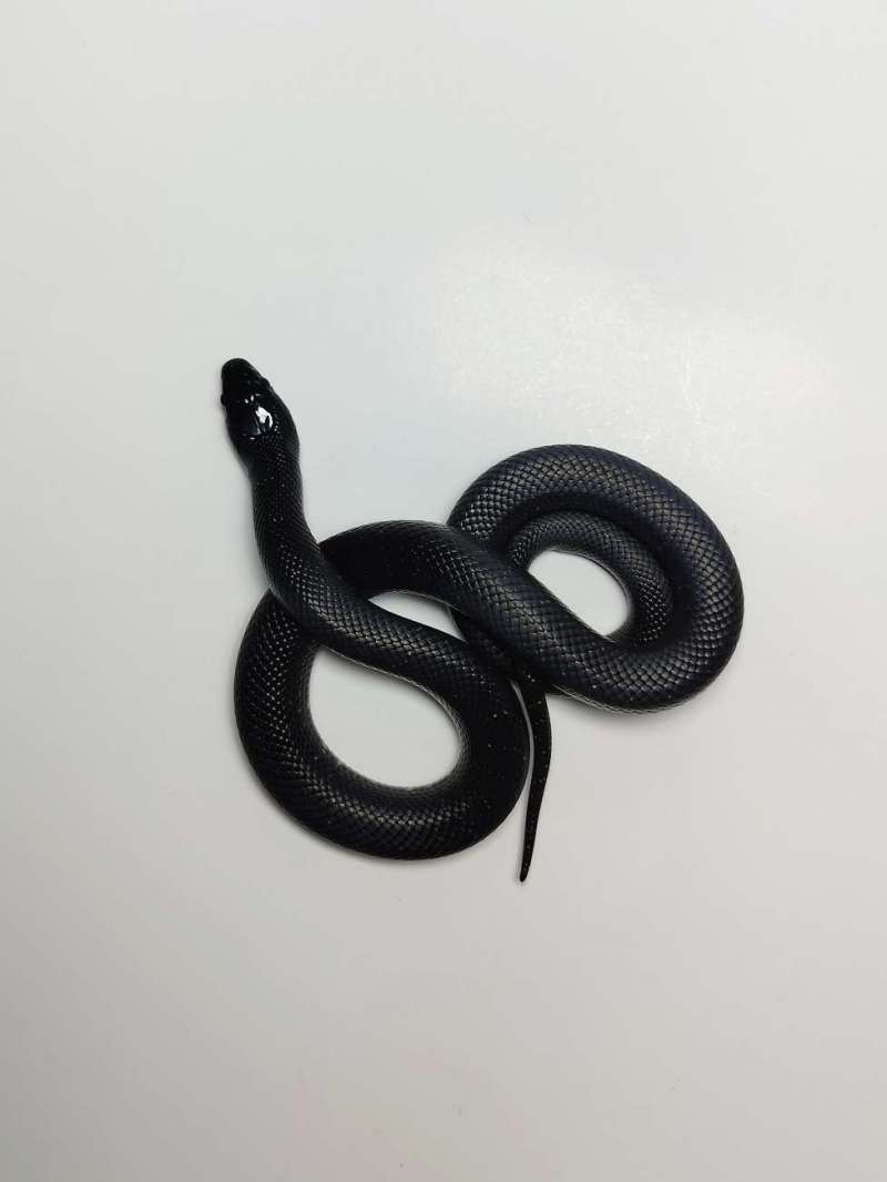 Mexican Black Kingsnake - MBK