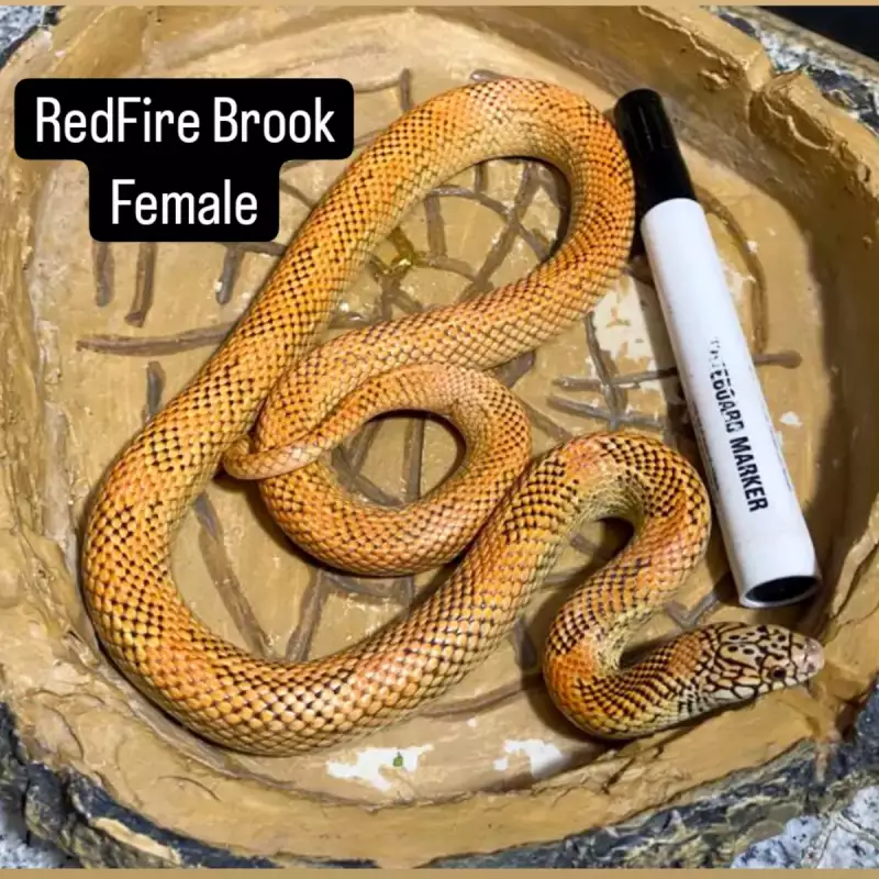Kingsnake Red fire Brooks Female