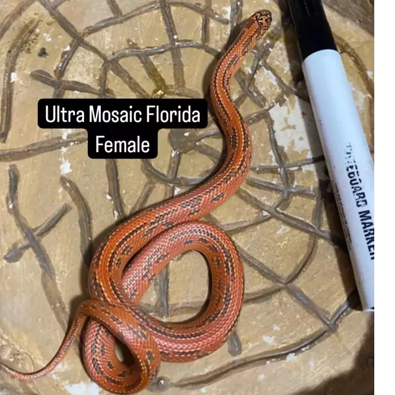 Kingsnake Ultra Mosaic Florida Female