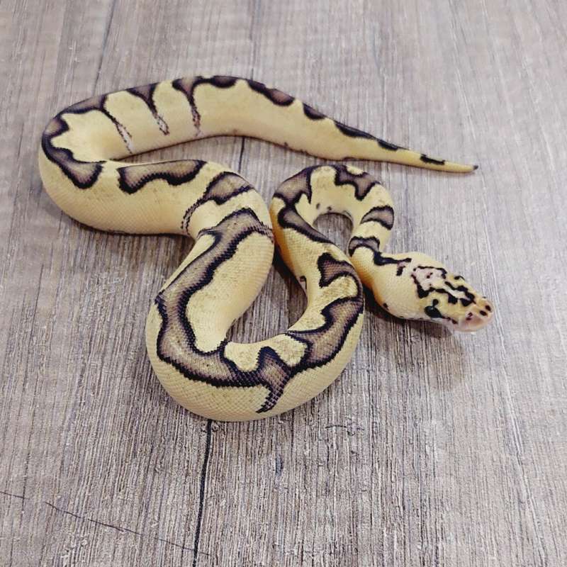 F ENCHI PASTEL CLOWN