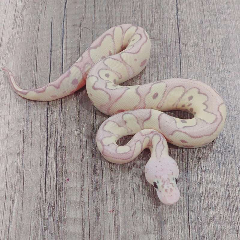 F BANANA PASTEL CLOWN