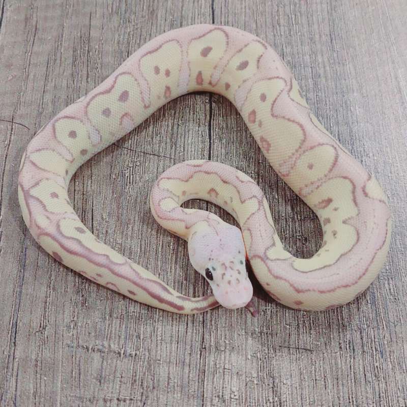 F BANANA PASTEL CLOWN