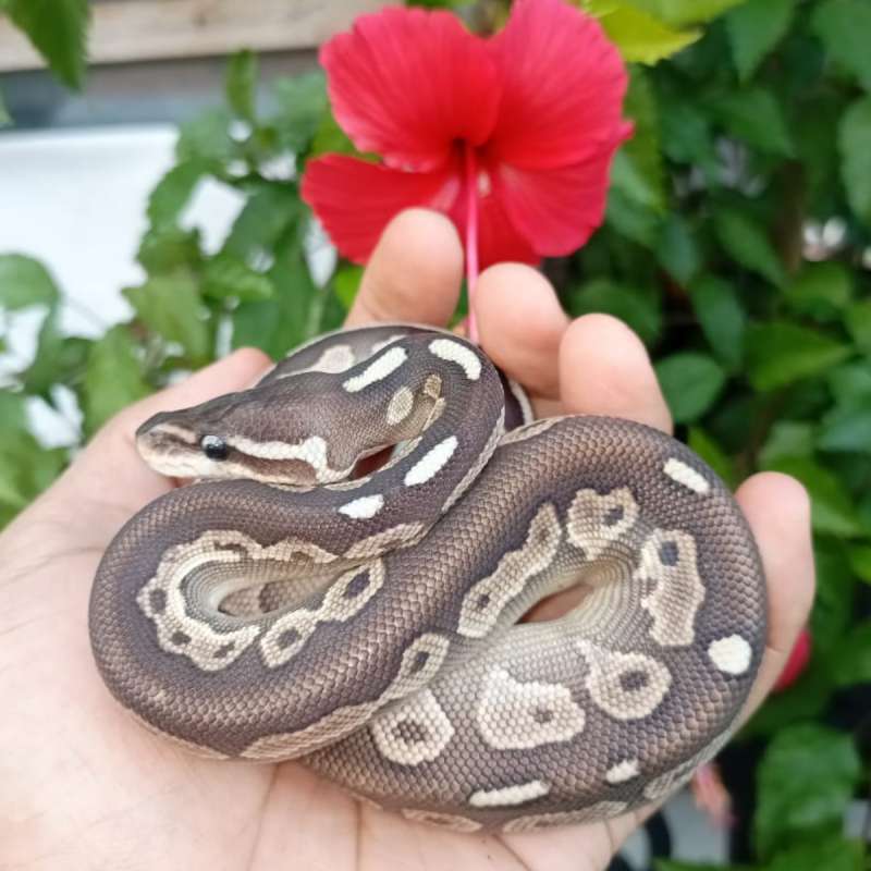 Ballpython lesser cinnamon M