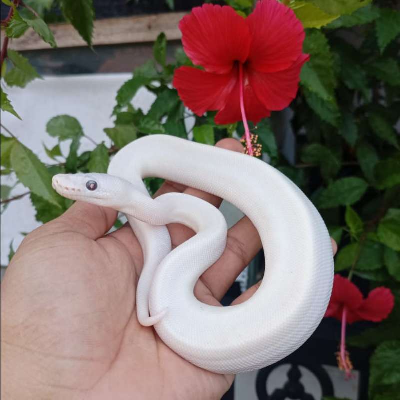 Ball python blue Eyes leucistic M