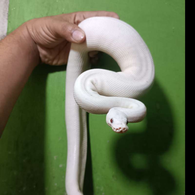 Ball python blue Eyes leucistic F