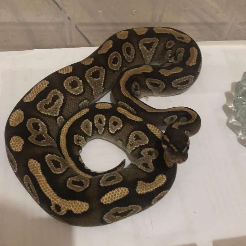 Ball Python Mojave Adult Proven