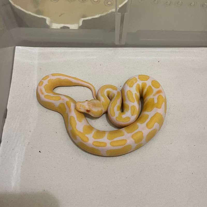 M Od Fire Albino Ph Pied