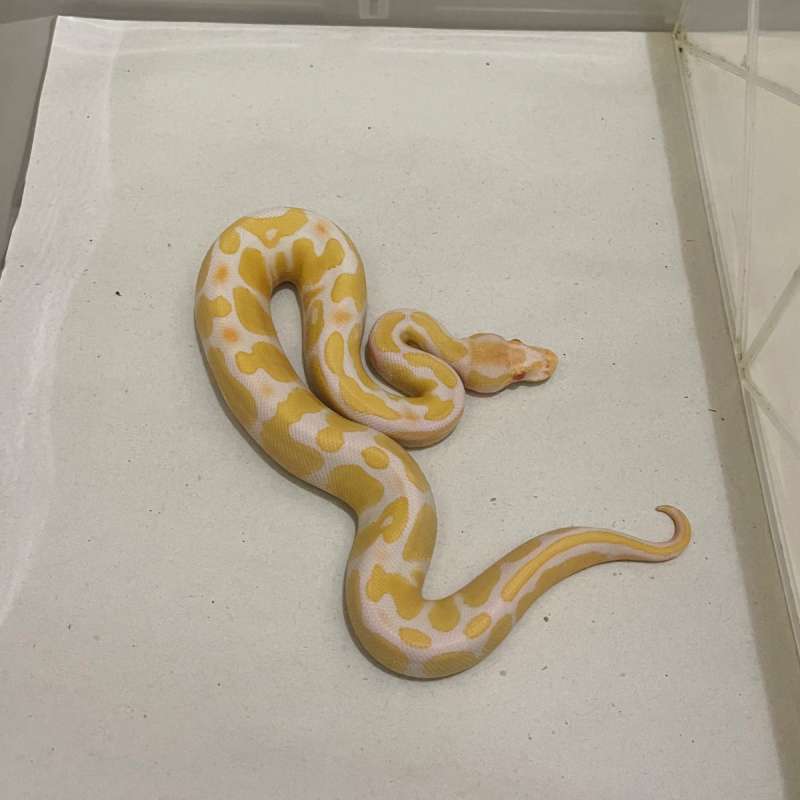 F Fire Albino Ph Pied