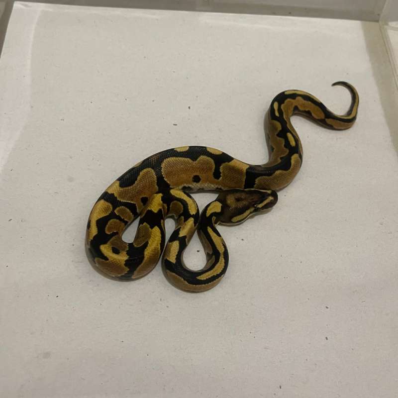 F Od Fire Het Albino Ph Pied